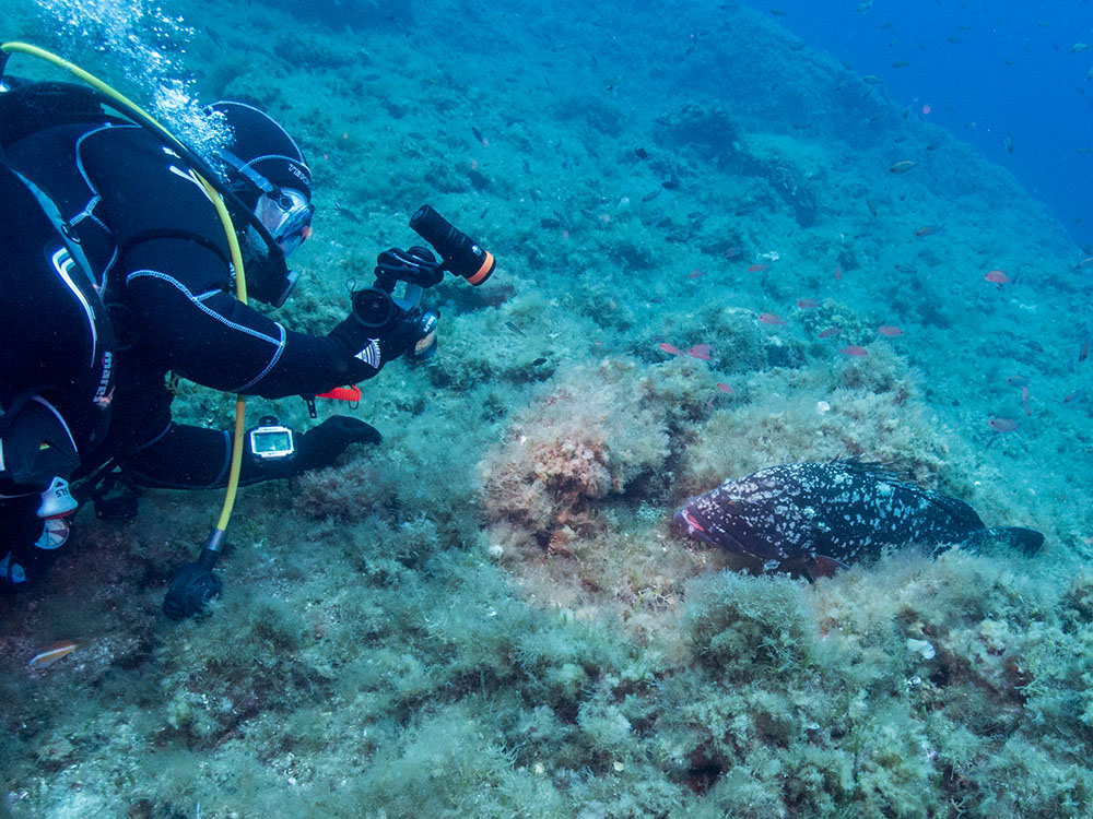 photographe prenant un mérou sous l'eau