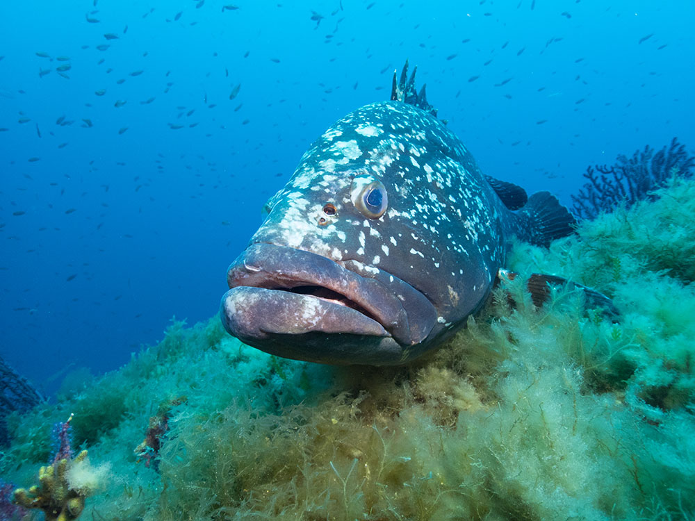 photo d'un mérou'